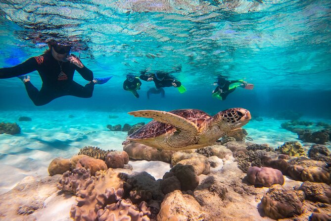 Ocean Safari Great Barrier Reef Experience in Cape Tribulation - Health and Safety Guidelines