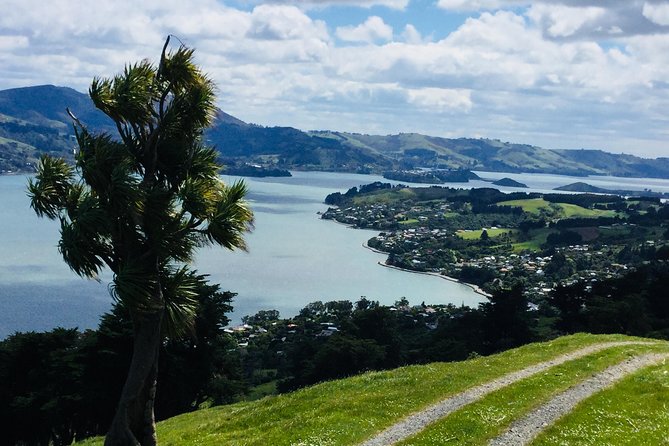 Otago Peninsula Scenery and Dunedin City Highlights Tour - Wildlife Encounters