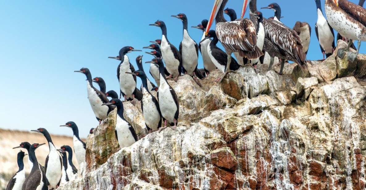 Paracas: Short Excursion to Ballestas Island | Sea Lions | - Essential Information