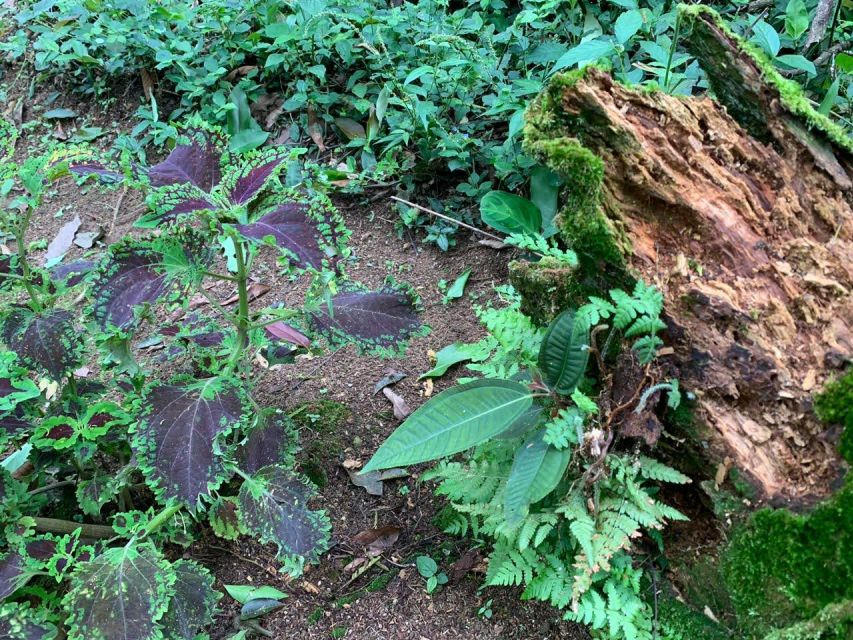 Paraty: Gold Trail Rainforest Hiking Tour - Historical Significance of Paraty