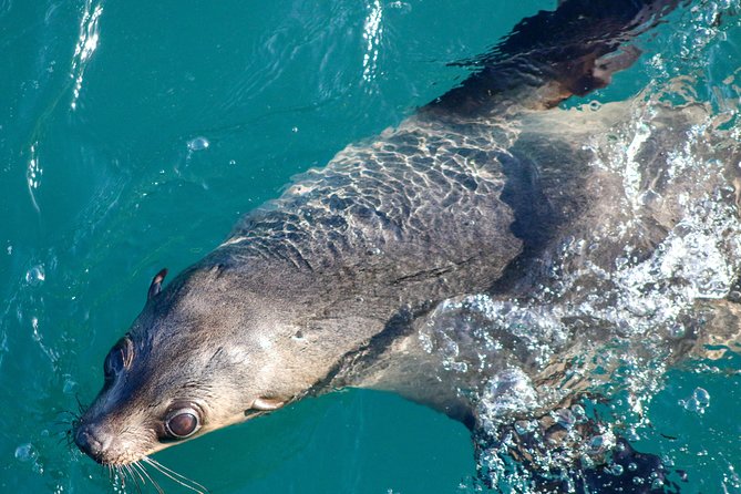 Phillip Island Seal-Watching Cruise - Tips for a Great Adventure