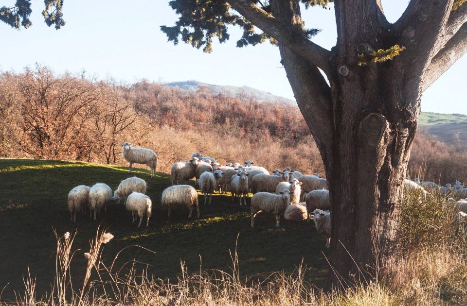 Pienza: Dairy Farm Tour With Pecorino Cheese Tasting - Key Tour Highlights