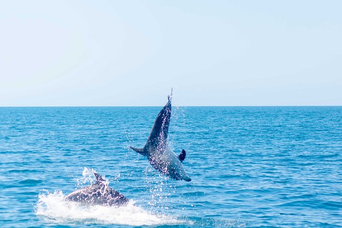 Portimão: 2H30 Guaranteed - Dolphins and Seabirds - Biologist on Board - Tour Inclusions