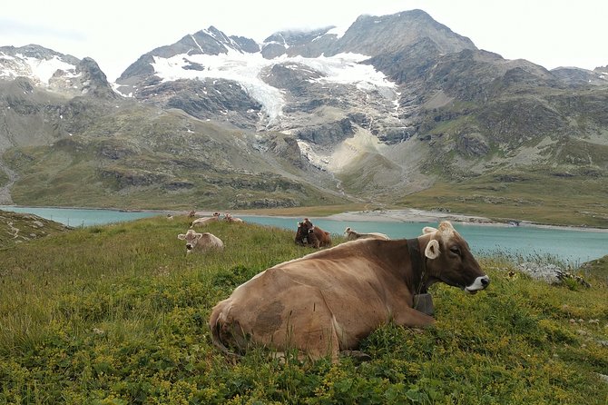 PRIVATE Bernina Train, Sankt Moritz & Wines Guided Tour From Lake Como or Milan - Pricing Information