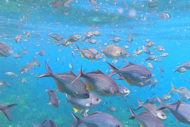 Private Charter 5 Hour Snorkel and Paddleboard the Poor Knights - 1 to 12 People - Pricing Information