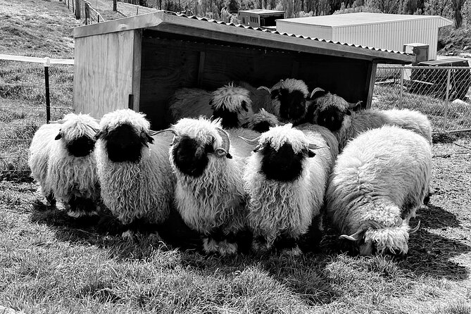 Private Farm Tour With Rose Creek Valais Blacknose Sheep - Accessibility Information