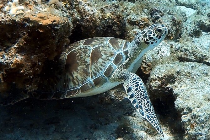 Private Half-Day Guided Snorkeling Charter in St. Thomas - Refreshments and Amenities