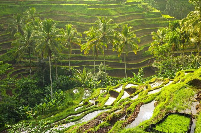 Private Tour in Ubud With Jungle Swing - Customer Reviews and Ratings