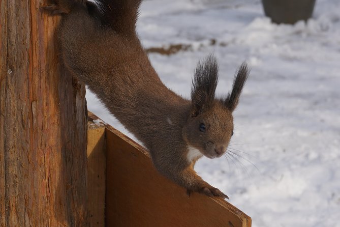 Private Tour: Nami Island & (Alpaca World or Morning Calm) - Itinerary Options