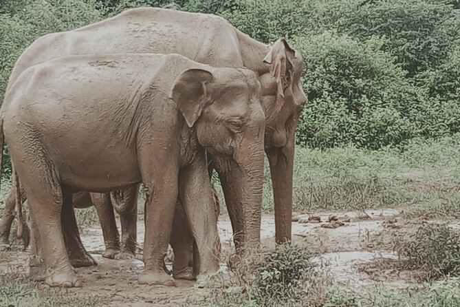 Private Tour to Udawalawe National Park - Pickup Information