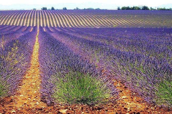 Provence Lavender Fields Tour in Valensole From Marseille - Inclusions and Logistics