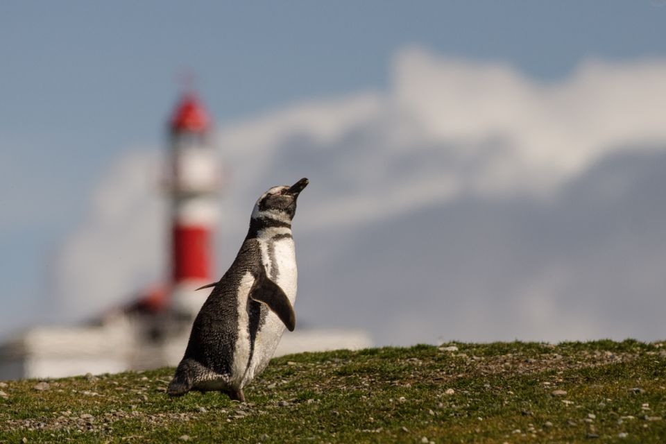 Punta Arenas: Walk With Penguins on Magdalena & Marta Island - Inclusions and Exclusions