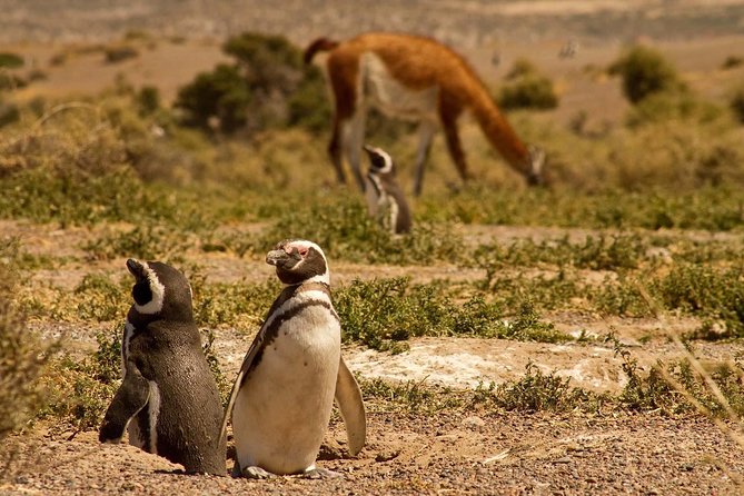 Punta Tombo Penguin Colony From Puerto Madryn With Optional Toninas Watching - Pricing and Booking Options