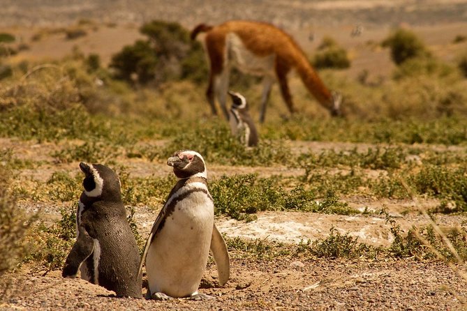 Punta Tombo Shore Excursion W/Box Lunch(Shared Tour for Cruises) - Tour Pricing and Duration