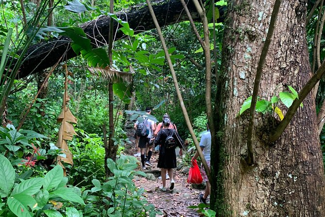 Rainforest Nature Walk & Luquillo Beach Combo - Customer Feedback