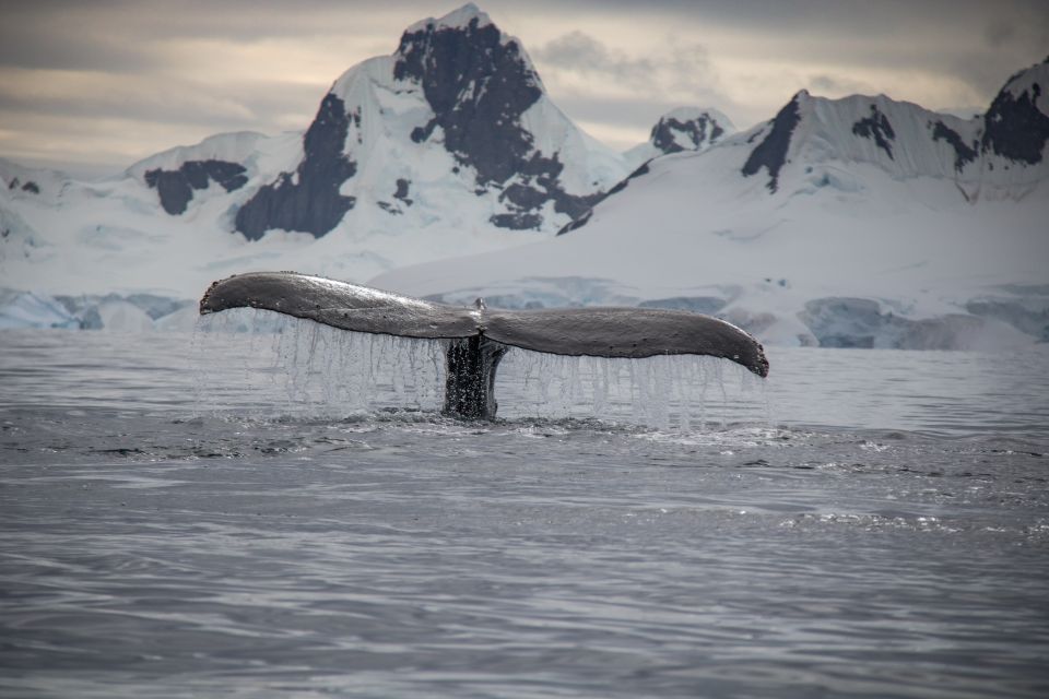 Reykjavik: Whale & Marine Adventure Tour - Vessels and Amenities