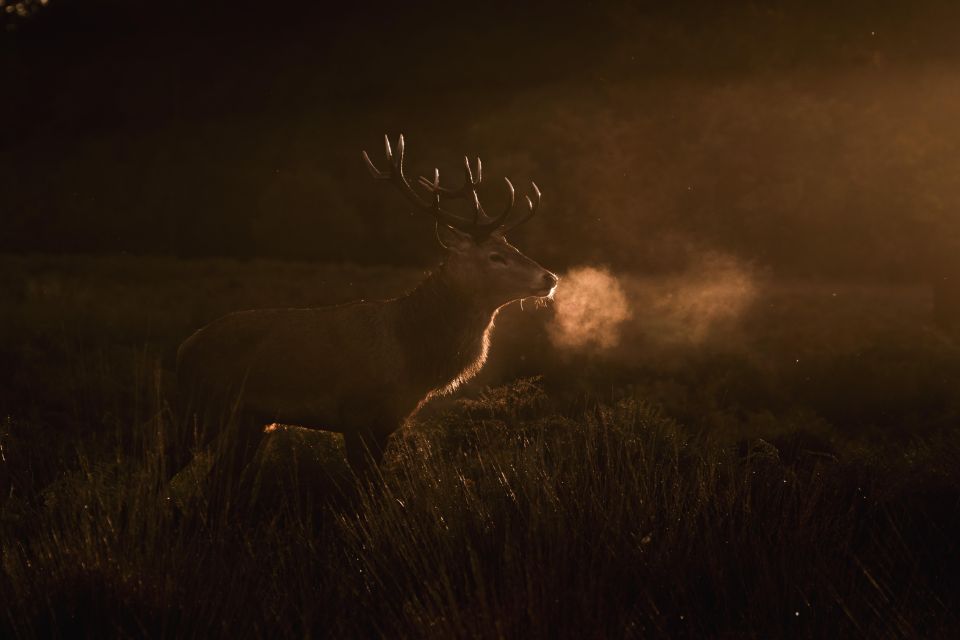 Richmond Park, London: Sunset Wildlife Photography Workshop - Learning Outcomes