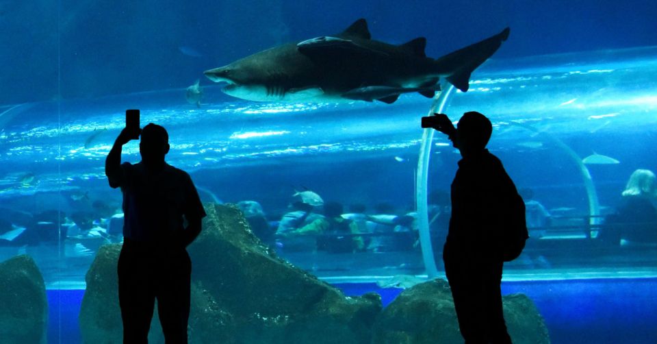 Rio De Janeiro: Marine Aquarium Entry Tickets - Accessibility Features