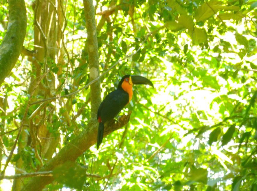 Rio: Hike to Tijuca Peak the Highest Summit in Tijuca Forest - Scenic Highlights Along the Way