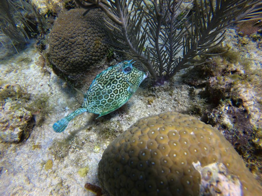 San Andres: Boat Tour to Cayo Acuario and Rocky Cay - Important Tour Information