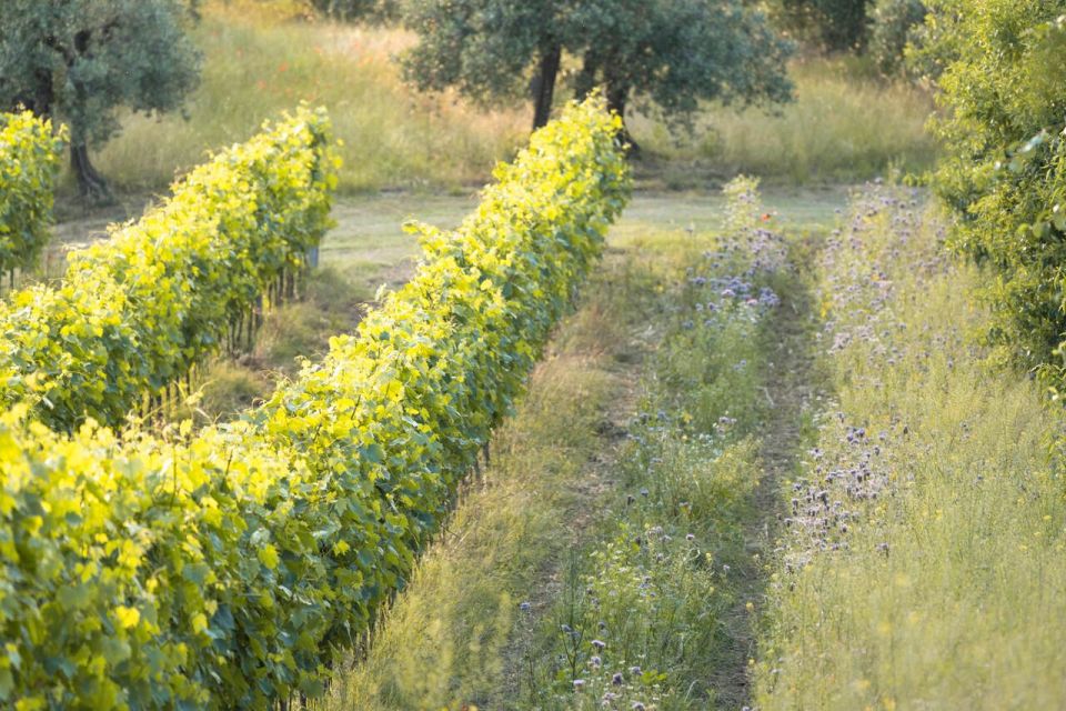 San Gimignano: Wine and Food Tasting in a Family Winery - Educational Aspects