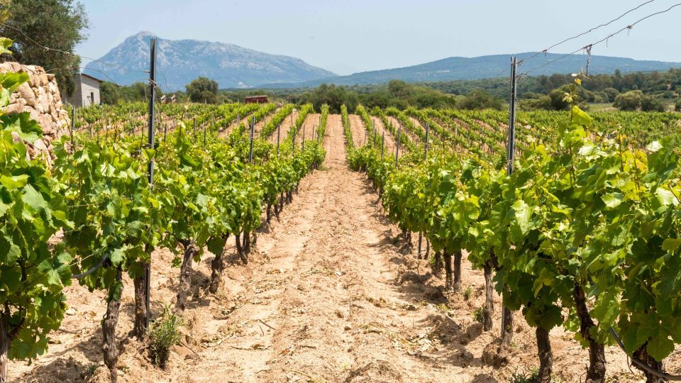 Sardinia: Dorgali Winery Tour With Tasting and Local Guide - Guided Tour Experience