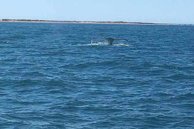 Scuba Dive Ningaloo Reef - Health and Safety Guidelines