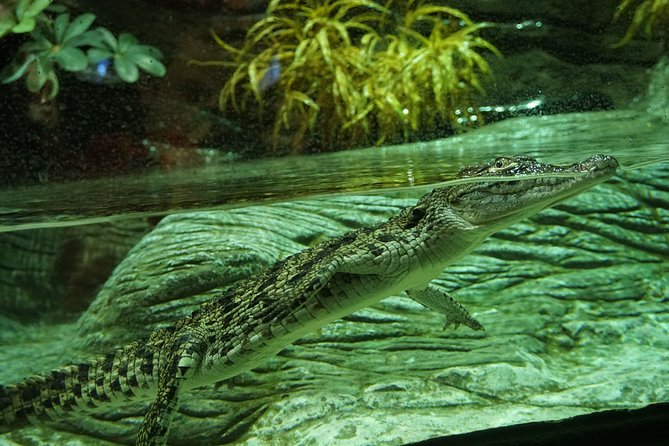 Seville Aquarium Admission Ticket - Tips for a Great Visit