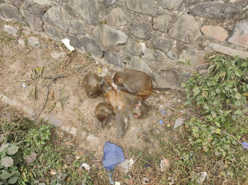 Shivapuri National Park Day Hiking From Kathmandu - Accessibility and Transportation