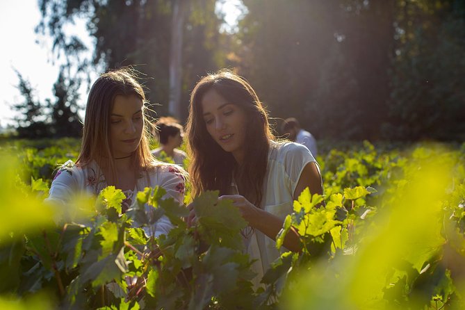 Skip the Line: Concha Y Toro Traditional Tour Ticket - Visitor Reviews