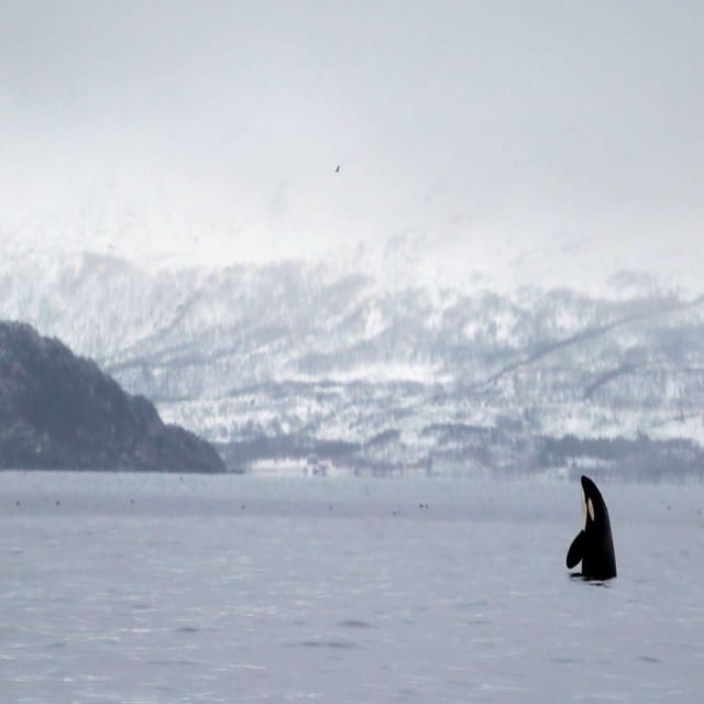 Skjervoy: Whale RIB Experience (Without Transfer) - Preparation Tips