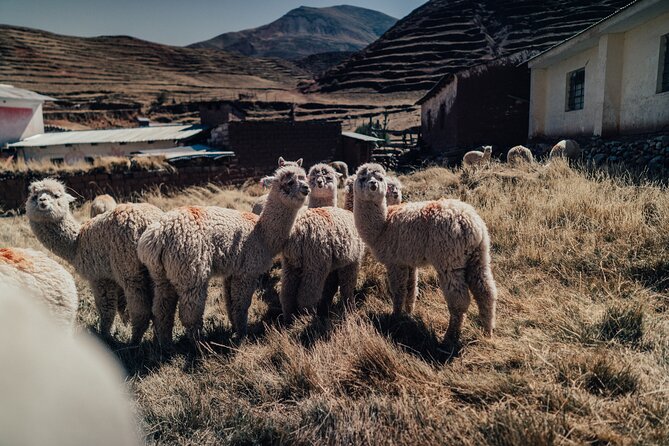 Small-Group 3-day Cusco Tour to Sacred Valley, Machu Picchu & Rainbow Mountain - Important Travel Considerations