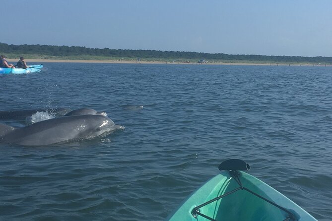 Small Group Dolphin Kayak Eco-Tour - Safety and Accessibility