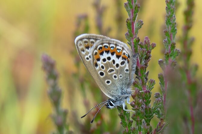 Small-Group New Forest Discovery Walk From Lyndhurst - Meeting Point and Logistics