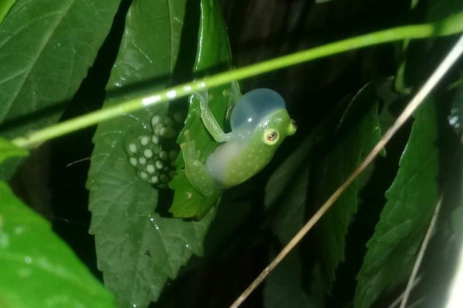 Small-Group Tortuguero National Park Night Walk in Costa Rica - Tips for a Great Experience