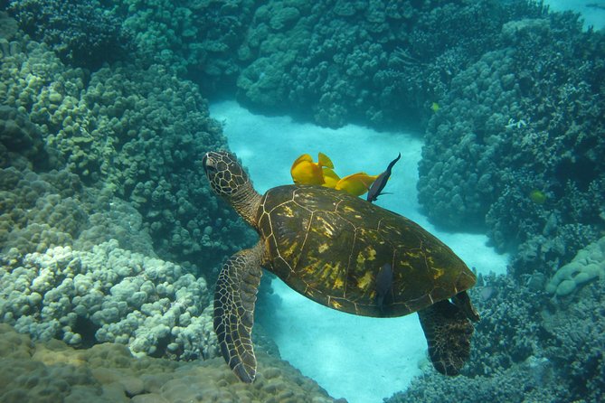 Snorkel Tour to Captain Cook Monument Kailua-Kona, Big Island - Nearby Attractions