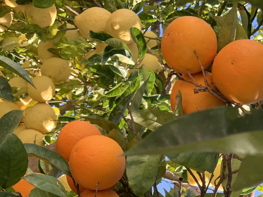 Sorrento: Lemon Garden Tour With Marmalade Tasting - Customer Experiences