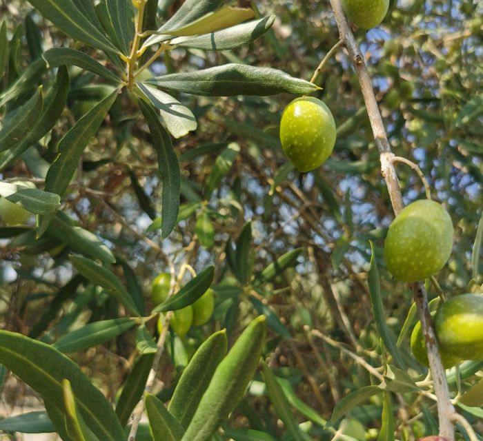 Sortino: Olive Oil Tasting With Sicilian Products and Wine - Important Information