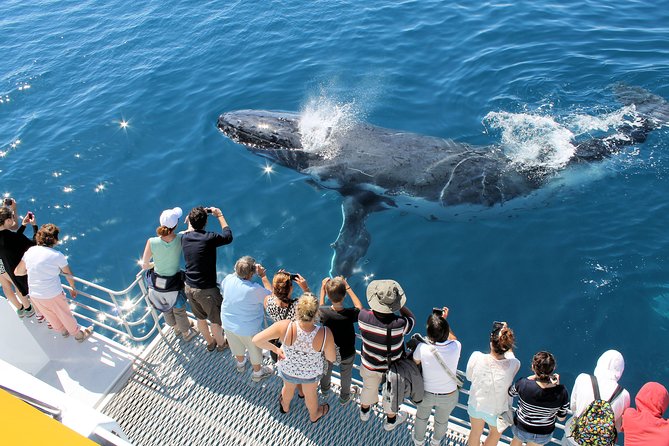 Spirit of Hervey Bay Whale Watching Cruise - Wildlife Encounters and Sightings