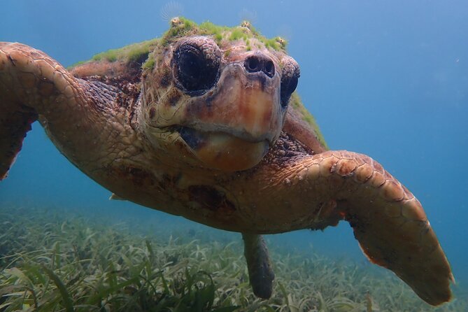 Swim With Turtles - Health and Safety Guidelines