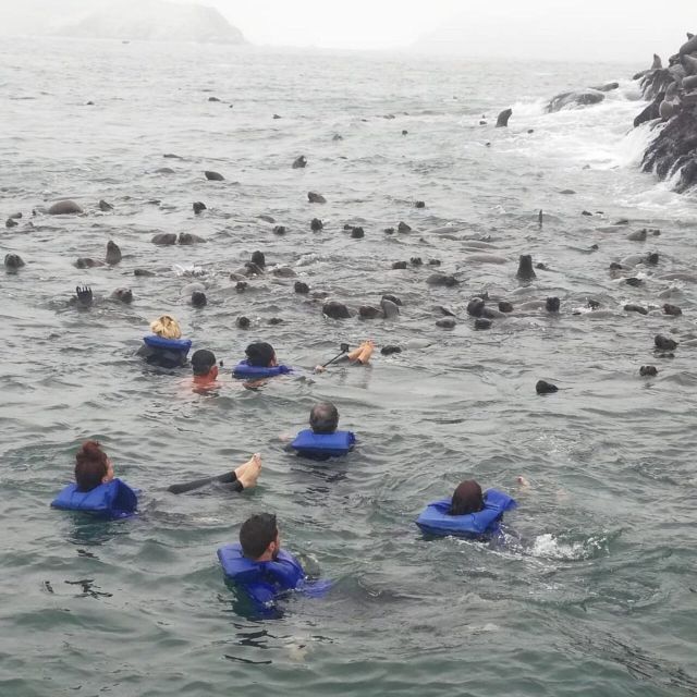 Swimming With Sea Lions in Lima - Important Participant Information