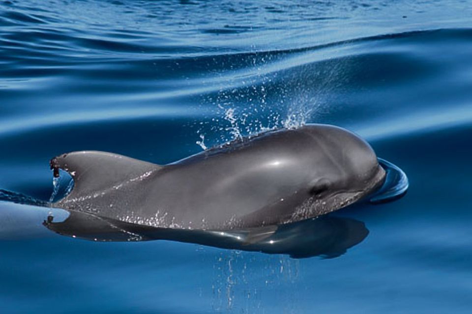 Tenerife: 3-6 Hour Private Whale & Dolphin Watching - Meeting Point and Directions