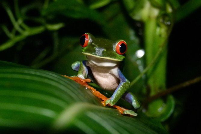 The Best of Tortuguero: Canoe, Hike and Night Tour (Turtle in Jul-Oct) - Tour Inclusions and Equipment