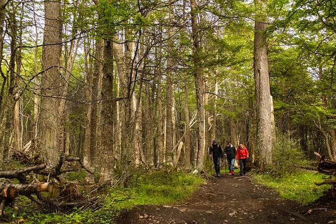 Tierra Del Fuego National Park With the End of the World Train - Essential Tips for Travelers