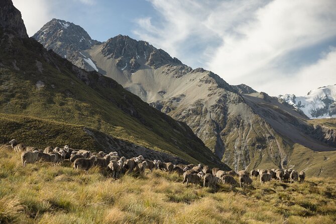 Timaru to Lake Tekapo Scenic Day Tour - Guest Feedback and Experiences