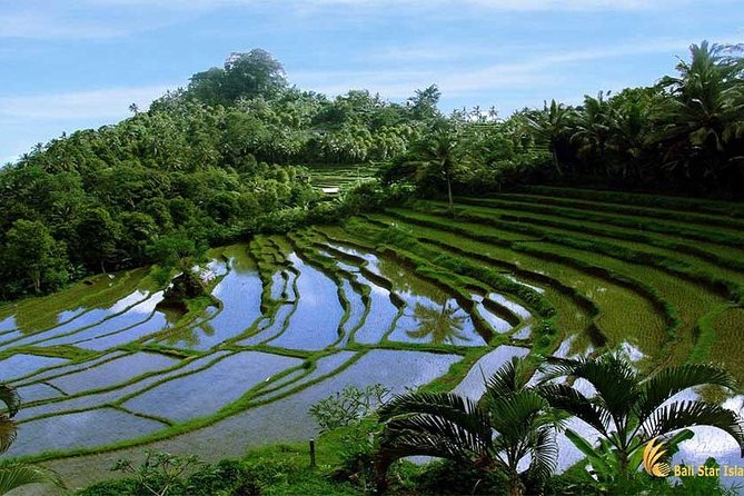 Tour: Besakih Temple-Kintamani Volcano-Water Temple&Rice Terrace - Booking Information and Pricing