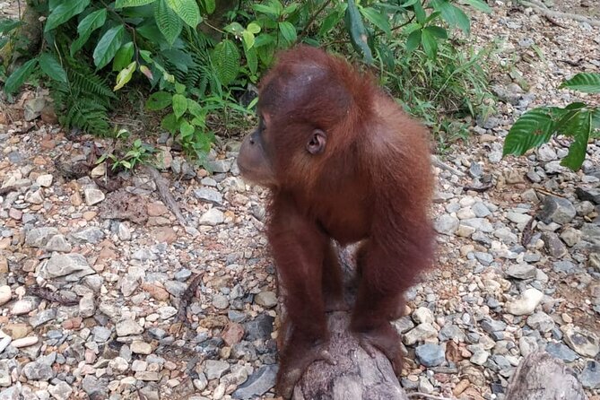 TOUR PACKAGE (Taxi, Room, Jungle Trekking) 3 Days in BUKIT LAWANG - Jungle Trekking Experience