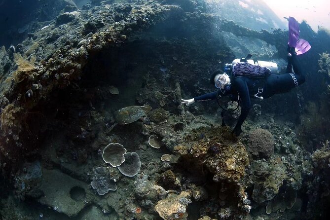 Try Diving in Tulamben - Shipwreck - Marine Life Encountered