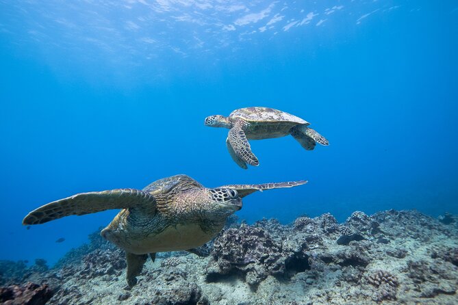 Turtle Canyon Waikiki Snorkel Adventure - Customer Experiences and Feedback