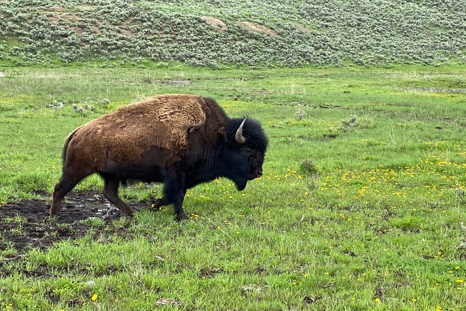 VIP Private Boutique Tour of Yellowstones Lower Loop - West Yellowstone, MT - Traveler Feedback